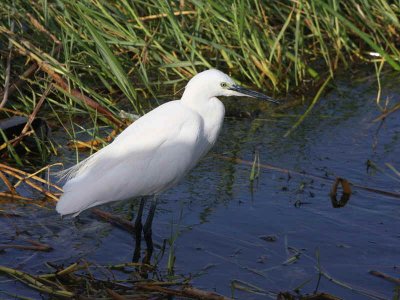 Little Egret, Lake Awassa