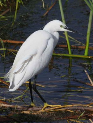Little Egret, Lake Awassa
