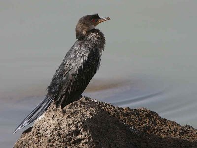 Long-tailed Cormorant, Lake Awassa