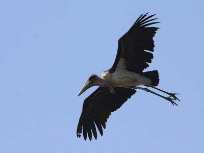 Marabou Stork, Lake Beseka