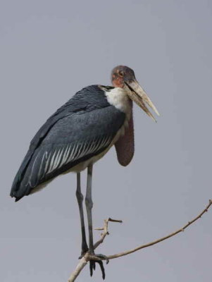 Marabou Stork, Lake Langano