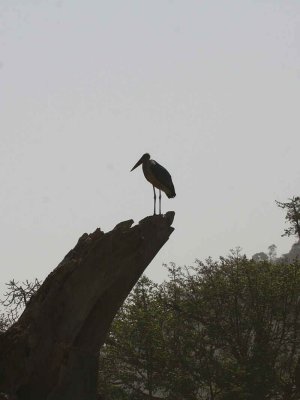 Marabou Stork, Nechisar NP