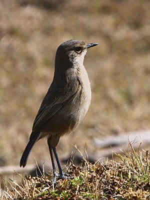 Moorland Chat, Bale Mountains NP