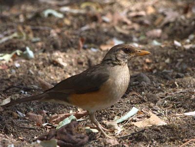 African Thrush, Wondo Genet