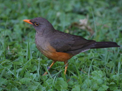 Mountain Thrush, Ghion Hotel garden, Addis Ababa