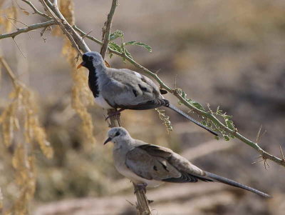 Namaqua Dove, Ankober
