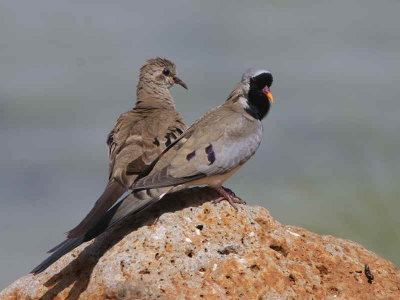 Namaqua Dove, Lake Tana Bahir Dar