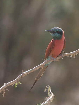 Northern Carmine Bee-eater, Afar Plains