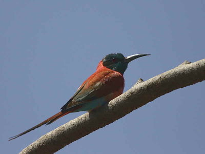 Northern Carmine Bee-eater, Lake Langano