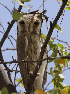 Northern White-faced Scops Owl