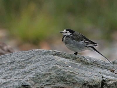 Pied Wagtail, Sallochy Bay, Loch Lomond, Clyde