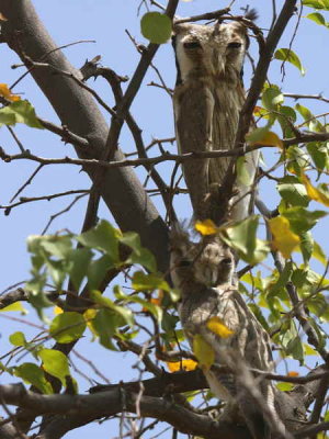 Northern White-faced Scops Owl, Awash NP