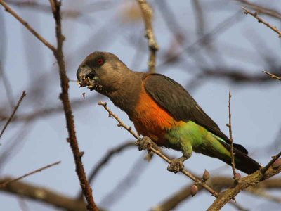 Orange-bellied Parrot, near Yabello