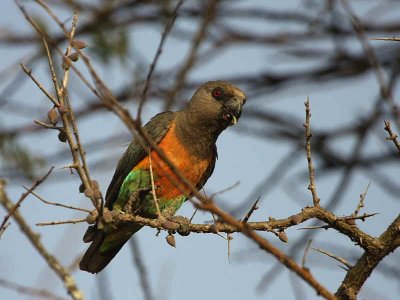 Orange-bellied Parrot, near Yabello