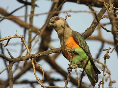 Orange-bellied Parrot, near Yabello