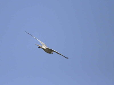 Pallid Harrier, Awash NP