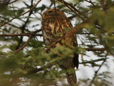 Pearl-spotted Owlet, Awash NP