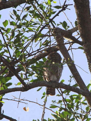 Pearl-spotted Owlet, near Yabello