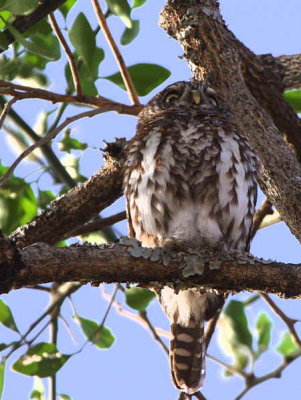 Pearl-spotted Owlet, near Yabello