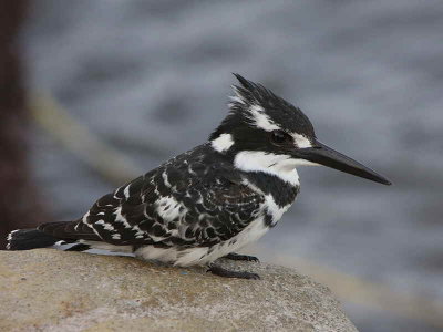 Pied Kingfisher, Lake Awassa