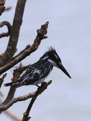 Pied Kingfisher, Lake Tana