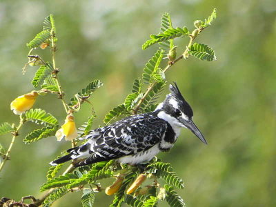 Pied Kingfisher, Lake Ziway