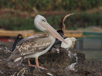 Pink-backed Pelican, Lake Tana