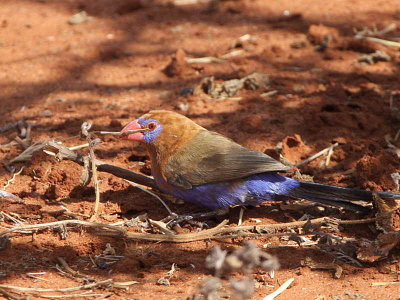 Purple Grenadier, Yabello