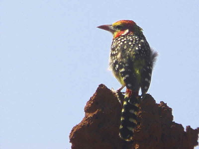 Red-and-yellow Barbet, near Negele