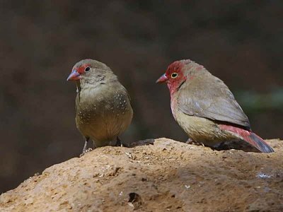 Red-billed Firefinch, Bahir Dar