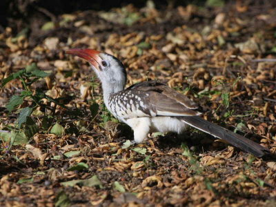 Northern Red-billed Hornbill, Lake Langano