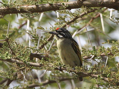 Red-fronted Tinkerbird, Lake Langano