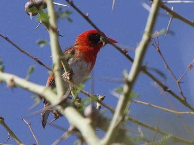 Red-headed Weaver, Nechisar NP