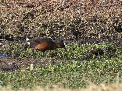 Rougets Rail, near Dinsho Bale NP