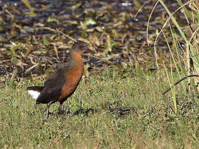 Rouget's Rail, near Dinsho Bale NP