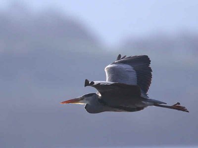 Grey Heron, Loch Lomond NNR, Clyde