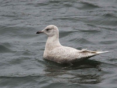 Iceland Gull, Troon Harbour, Ayrshire