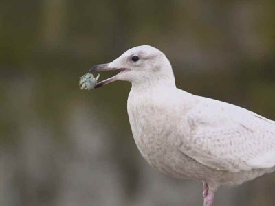 Iceland Gull, Anstruther harbour, Fife