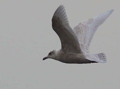 Iceland Gull, Anstruther harbour, Fife