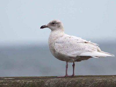 Iceland Gull, Anstruther harbour, Fife