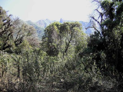 In the Harenna Forest on the south side of the Bale Mountains