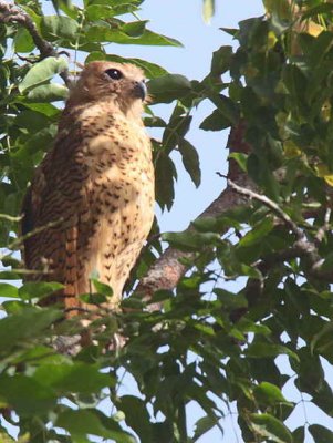 Pel's Fishing Owl, Mole NP, Ghana