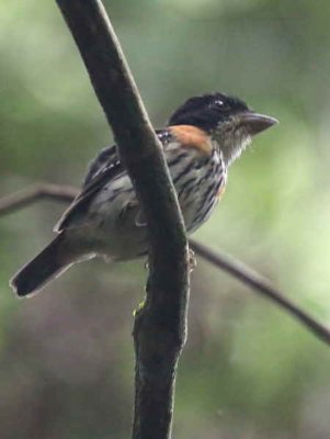 Rufous-sided Broadbill, Kakum NP, Ghana