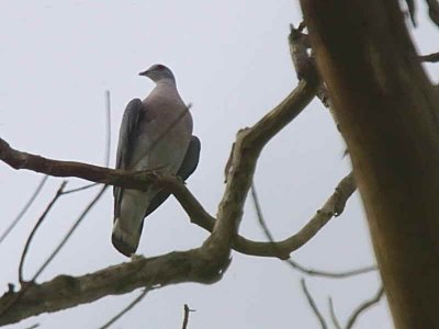 Afep Pigeon, Bobiri Butterfly Reserve, Ghana