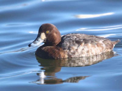 Scaup (1st winter female), Hogganfield Loch, Glasgow