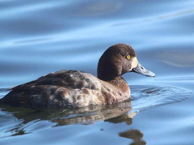 Scaup (1st winter female), Hogganfield Loch, Glasgow