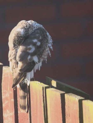 Sparrowhawk (female), Baillieston, Glasgow