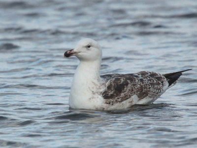Great Black-backed Gull (2nd winter), Hogganfield Loch, Glasgow