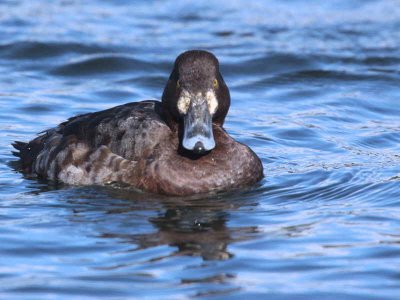 Scaup (1st winter female), Hogganfield Loch, Glasgow