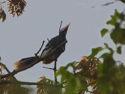 Brown-cheeked Hornbill, Atewa Hills, Ghana